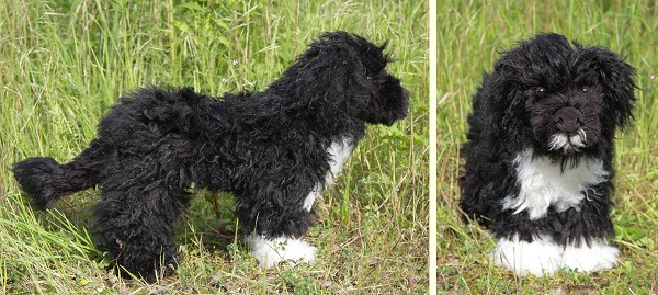 Stuffed Portuguese Water Dog