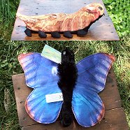 Sunny Blue Morpho Butterfly Caterpillar