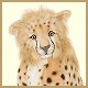 hansa cheetah cub