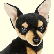 Bocchetta Black & Tan Chihuahua