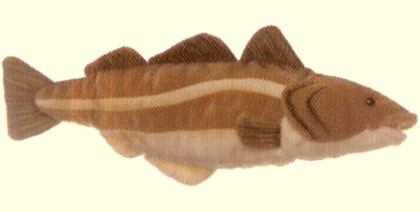 Realistic Cod Fish St￭ Animal Plush Toy, Lifelike Fish Plushies, Simulation Animals Super Soft St￭ Toy