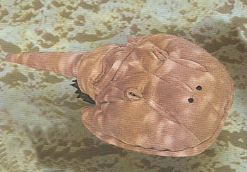 Fiesta Stuffed Horseshoe Crab