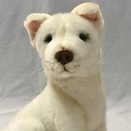 Bocchetta Rare White Dingo