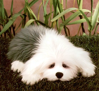 Stuffed English Sheepdog