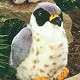 Stuffed Peregrine Falcon