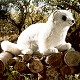 Stuffed Ferret