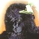Pagan and Wiccan Children's gorillagloria-c.jpg (2482 bytes)