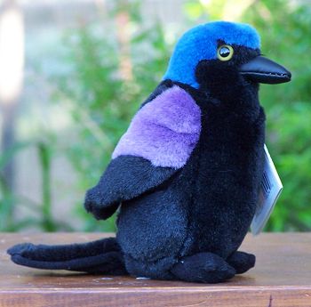 common grackle bird. Common Grackle