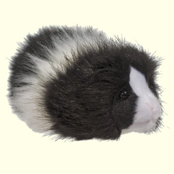 Douglas Angora Black and White Guinea Pig