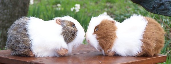 hansa guinea pig plush