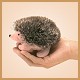 Stuffed Hedgehog