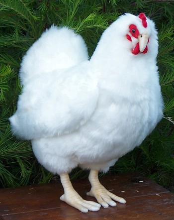 Hansa Stuffed Plush White Hen
