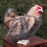 Hansa Aracauna Hen