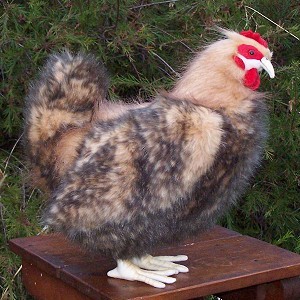 Stuffed Araucana Chicken