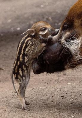 Red River Piglet from Saharan Vibe