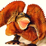 frilled lizard plush