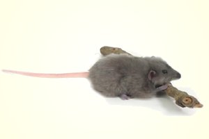 Hansa Plush Grey Mouse