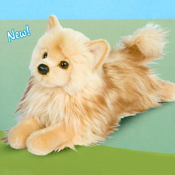 Douglas Classic Pomeranian Puppy