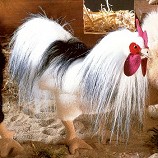 Kosen White Rooster