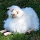 Hansa Floppy Stuffed Sheep Hansa Floppy Stuffed Sheep