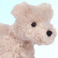 Douglas Sedgewick Dutch Smoushond
