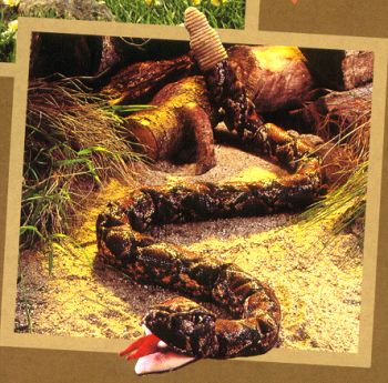 Folkmanis Stuffed Rattlesnake