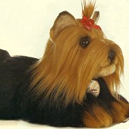 Aurora Miyoni Yorkshire Terrier
