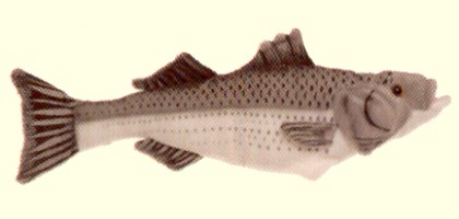 Stuffed Striped Bass