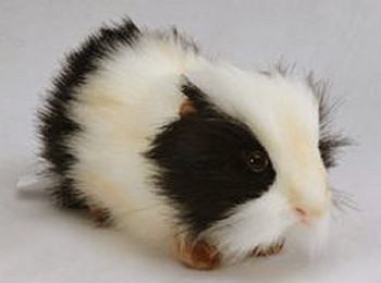 Stuffed Guinea Pig