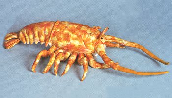 Stuffed Rock Lobster