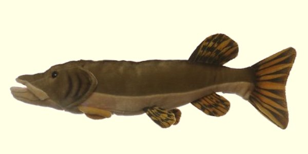 Stuffed Northern Pike