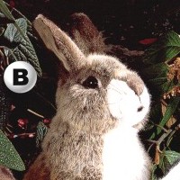 Stuffed Speckled Rabbit