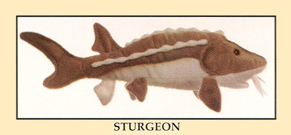 Stuffed Sturgeon